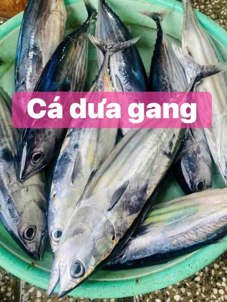 Cá dưa gang tươi Nha Trang - hải sản Nha Trang TaTa