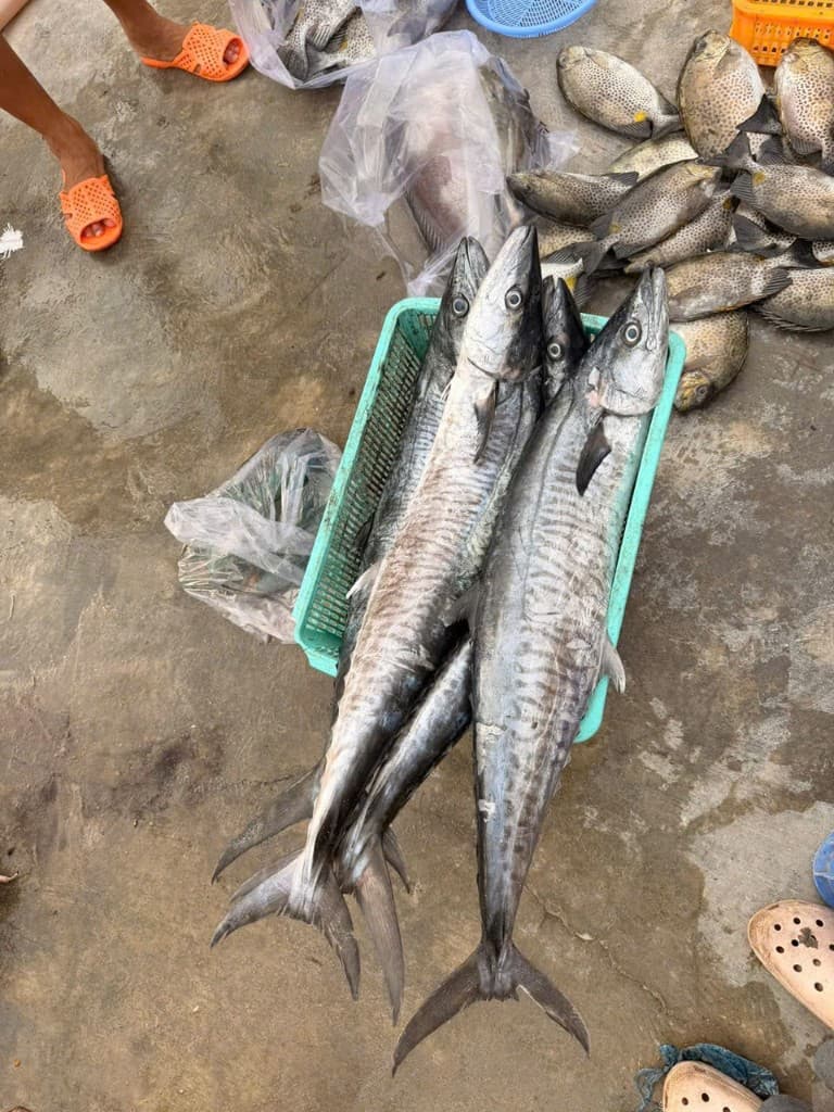 Cá thu tươi Nha Trang thumbnail 3