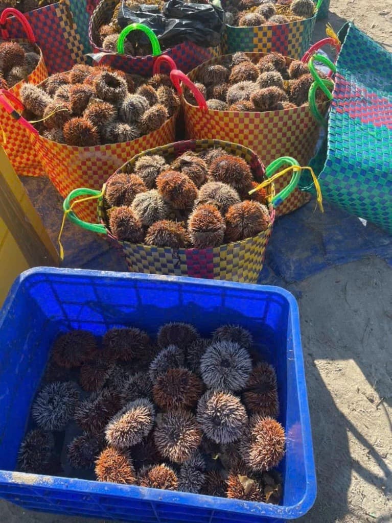 Nhum sọ Nha Trang thumbnail 10