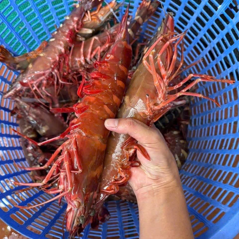 Tôm sú biển Nha Trang thumbnail 2