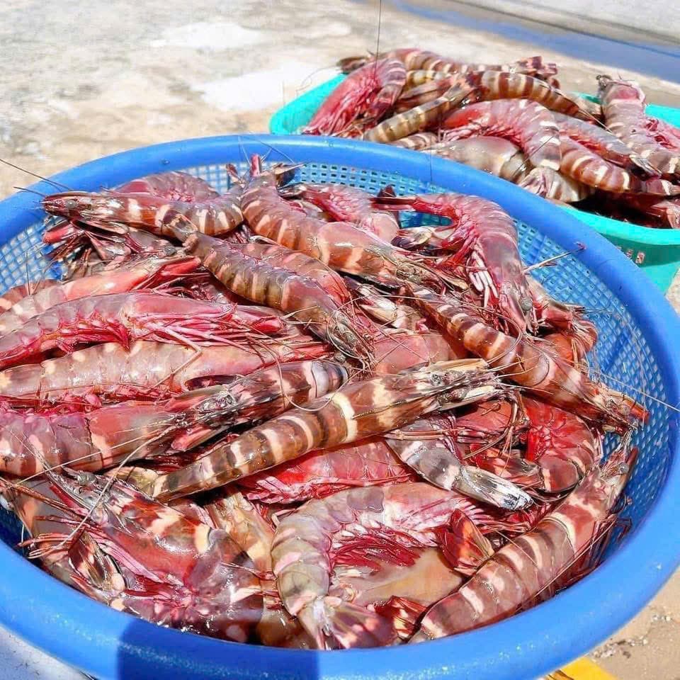 Tôm sú biển Nha Trang thumbnail 3